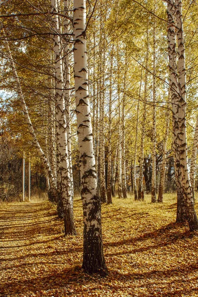 Podzimní Krajina Březový Háj Vysoké Stromy Bílými Kmeny Jasně Žluté — Stock fotografie