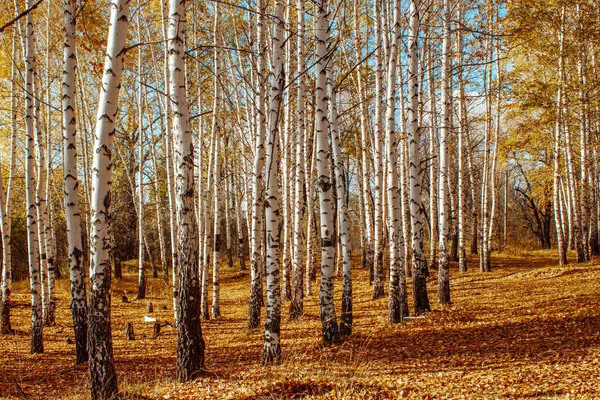 白い幹と明るい黄色の葉を持つ秋の風景白樺林背の高い木晴れた日に — ストック写真