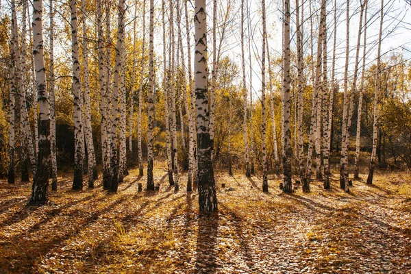 Podzimní Krajina Březový Háj Vysoké Stromy Bílými Kmeny Jasně Žluté — Stock fotografie