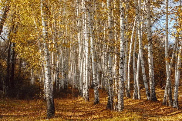 Φθινόπωρο Τοπίο Σημύδα Άλσος Ψηλά Δέντρα Λευκό Κορμούς Και Φωτεινά — Φωτογραφία Αρχείου