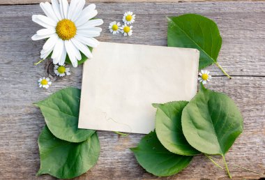 Metin Kraft kağıt yaprağı için arkaplan yeşil yapraklar kayısılar ve ahşap zemin üzerinde papatya