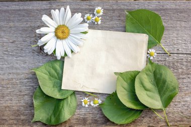 Metin Kraft kağıt yaprağı için arkaplan yeşil yapraklar kayısılar ve ahşap zemin üzerinde papatya
