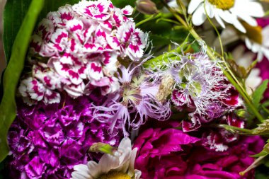 İçinde şakayık, akuleji ve büyük yeşil yapraklar olan büyük, renkli kır çiçekleri. İç kısımdaki bir vazoda tatil için bir hediye.