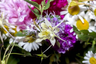 İçinde şakayık, akuleji ve büyük yeşil yapraklar olan büyük, renkli kır çiçekleri. İç kısımdaki bir vazoda tatil için bir hediye.