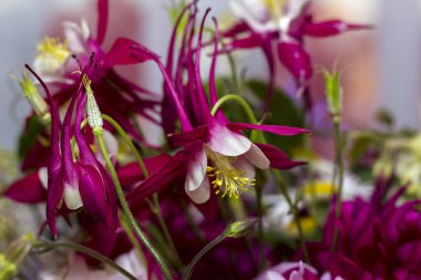 İçinde şakayık, akuleji ve büyük yeşil yapraklar olan büyük, renkli kır çiçekleri. İç kısımdaki bir vazoda tatil için bir hediye.