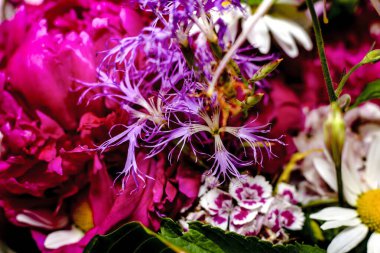 İçinde şakayık, akuleji ve büyük yeşil yapraklar olan büyük, renkli kır çiçekleri. İç kısımdaki bir vazoda tatil için bir hediye.