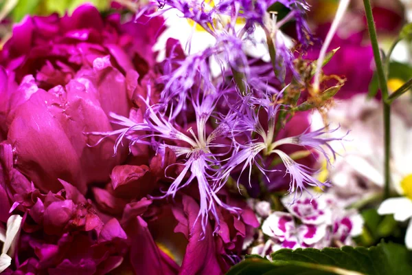 Grand Bouquet Multicolore Lumineux Fleurs Sauvages Avec Pivoines Aquilegia Grandes — Photo