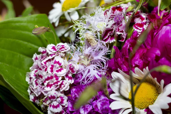 Ramo Grande Brillante Multicolor Flores Silvestres Con Peonías Aquilegia Grandes — Foto de Stock