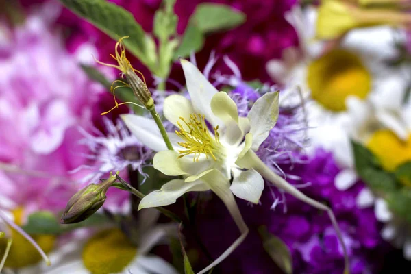 Grote Heldere Multi Gekleurde Boeket Van Wilde Bloemen Met Pioenen Stockfoto