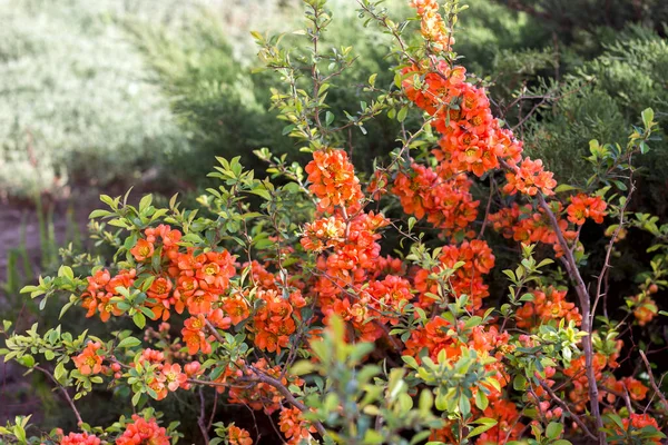 Chaenomeles Japonica Γιαπωνέζικο Κυδώνι Ανθίζει Την Άνοιξη Πορτοκαλί Λουλούδια Κοντά — Φωτογραφία Αρχείου