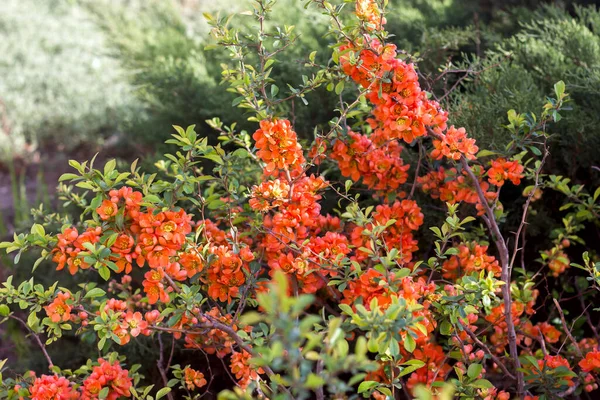 Chaenomeles Japonica Japanische Quitte Blüht Frühling Mit Orangefarbenen Blüten Nahaufnahme — Stockfoto