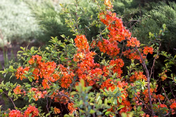 Chaenomeles Japonica Fioriture Mele Cotogne Giapponesi Primavera Con Fiori Arancio — Foto Stock