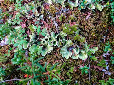 yeşil yosun küçük açık renklerde çiçek açar yakın plan