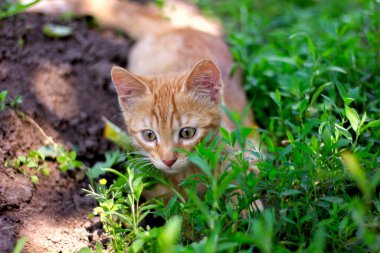 Doğada yeşil çimlerde saklanan küçük kızıl kedi yavrusu Yazın yakın plan