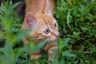 Doğada yeşil çimlerde saklanan küçük kızıl kedi yavrusu Yazın yakın plan