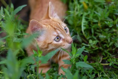 Doğada yeşil çimlerde saklanan küçük kızıl kedi yavrusu Yazın yakın plan