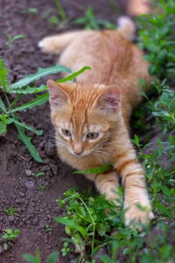 Doğada yeşil çimlerde saklanan küçük kızıl kedi yavrusu Yazın yakın plan