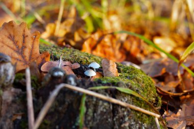 Sonbaharda, çimenlerde mantarlar, porcini mantarları yetişti.