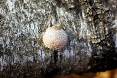 Porcini mantarı bir ağaç gövdesinde yetişen çiğ damlaları içinde mantar mantarı.