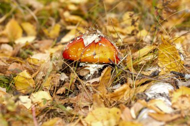 Beyaz benekli kırmızı sinek, sonbaharda sarı yaprakların arasında büyür.