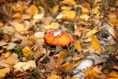 Beyaz benekli kırmızı sinek, sonbaharda sarı yaprakların arasında büyür.