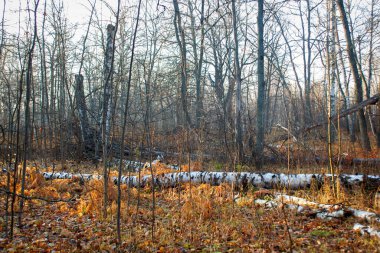 Sonbahar ormanlarında bulutlu ve yağmurlu, sarı yapraklı ağaçlar, sonbahar manzarası