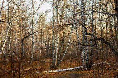 Sonbahar ormanlarında bulutlu ve yağmurlu, sarı yapraklı ağaçlar, sonbahar manzarası