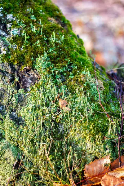 Маленький Зелений Лісовий Мох Лишайник Пні Крупним Планом — стокове фото