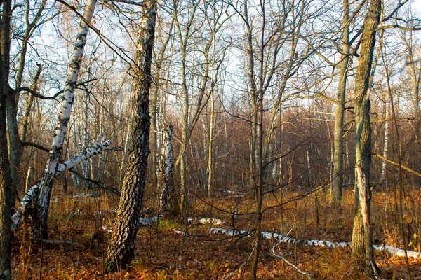 Nuvoloso Piovoso Nella Foresta Autunnale Alberi Con Foglie Gialle Paesaggio — Foto Stock