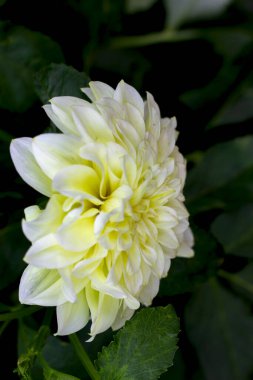 Bahçede açan büyük beyaz yıldız çiçeği.