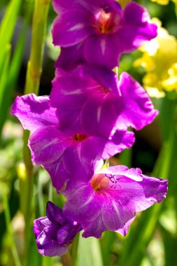 Geniş çeşitlilikte mor gladioli güneş ışığında bahçede çiçek açar.