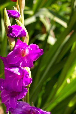 Geniş çeşitlilikte mor gladioli güneş ışığında bahçede çiçek açar.