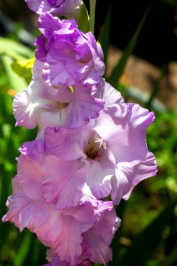 Geniş çeşitlilikte mor gladioli güneş ışığında bahçede çiçek açar.