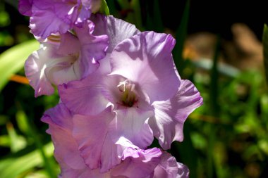 Geniş çeşitlilikte mor gladioli güneş ışığında bahçede çiçek açar.
