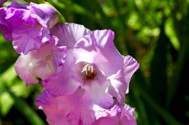 Geniş çeşitlilikte mor gladioli güneş ışığında bahçede çiçek açar.