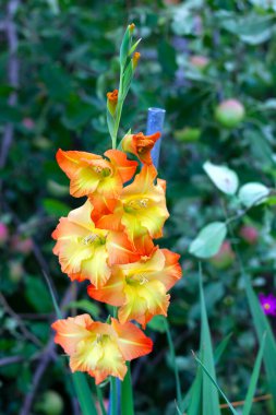 Arka plandaki bokeh tarafında sarı renkli geniş bir gladyatör bulunmaktadır.