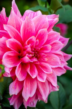 Bahçede büyük pembe yıldız çiçekleri açar.