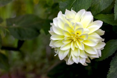 Bahçede açan büyük beyaz yıldız çiçeği.