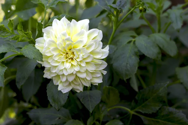 庭に咲く大きな白いダリアの花のクローズアップ — ストック写真