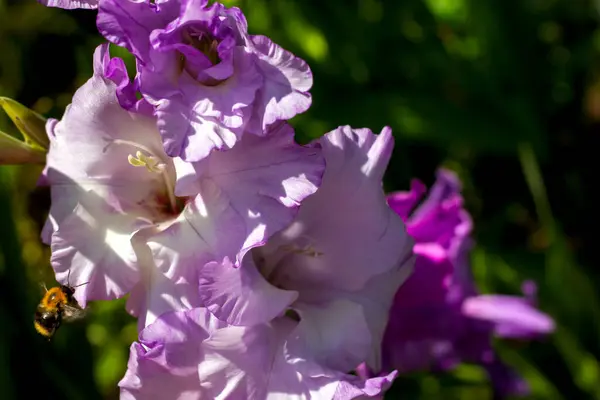 Grande Variété Violet Gladioli Fleurir Dans Jardin Lumière Soleil — Photo
