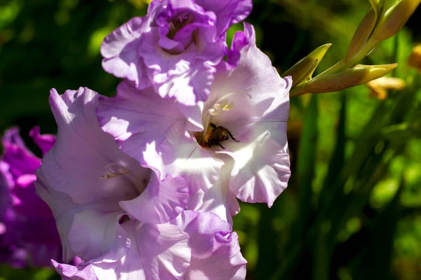 Grande Variété Violet Gladioli Fleurir Dans Jardin Lumière Soleil — Photo