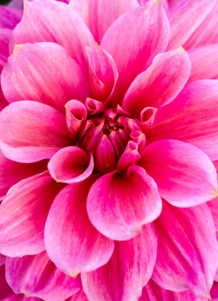 Μεγάλες Ροζ Ντάλιες Ανθίζουν Στον Κήπο Close — Φωτογραφία Αρχείου