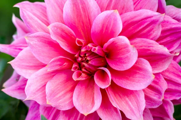 Grote Roze Dahlia Bloeien Tuin Close — Stockfoto