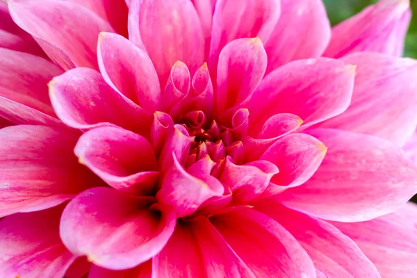 園内にはピンク色の大輪のダリアが咲き — ストック写真