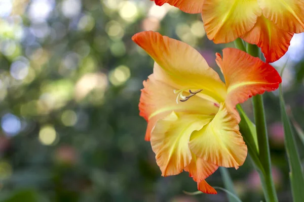 Grandi Gladioli Varietali Colore Giallo Trovano Sul Lato Del Bokeh Foto Stock Royalty Free