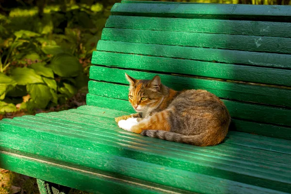 색깔의 고양이가 공원의 벤치에 일광욕을 즐기고 — 스톡 사진