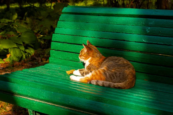 Gato Brilhante Colorido Adulto Encontra Banco Verde Parque Desfrutar Sol — Fotografia de Stock