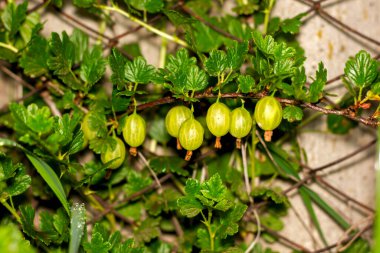 yakın çekim dalında yeşil bektaşi üzümü meyveleri