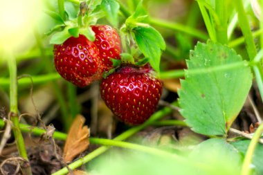 Kırmızı sulu, olgun, beyaz gözlü, yakın plan çilekli.