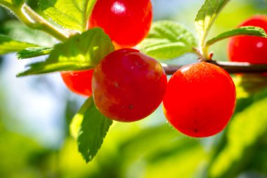 Kırmızı çilekli Çin kirazı. Dalında yapraklar var. Güneş ışığı altında.